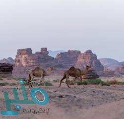 الخطيب: نستهدف استقطاب 100 مليون سائح في 2030 (فيديو)