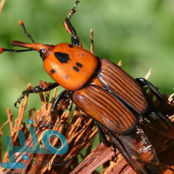 “حقائق في وثائق” كتاب جديد للكاتب عبدالله السبيعي