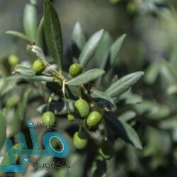 إنفاذاً للأمر الملكي الكريم.. الربط بين “العدل” و”النقد” للحد من التمويل غير المشروع