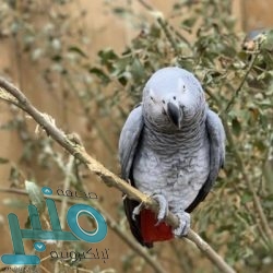 “واتس آب” تطرح ميزة جديدة تتيح تحرير مساحة التخزين