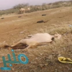 “الأحوال المدنية” تكشف طريقة تسجيل المواليد الجدد عن بُعد عبر “أبشر”