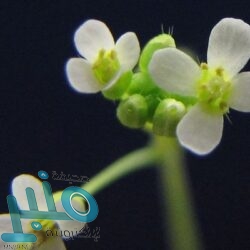 اكتشاف ثغرة أمنية في نظام “ويندوز”