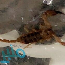 الحصيني يتوقع تشكل ضباب وانخفاض في درجات الحرارة على عدة مناطق