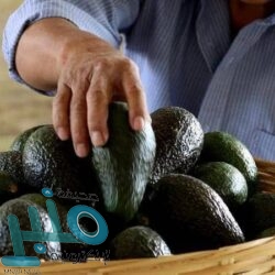 في ليلة اكتست بالشعر وعطر المحبة .. العتيبي وأصدقائه يكرمون الشيخي