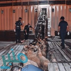 ضبط (46) من مخالفي نظام المراعي والغابات وبحوزتهم 17 طناً من الحطب المحلي