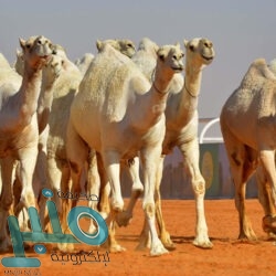 الأصول الاحتياطية السعودية في الخارج ترتفع 38.8 مليار ريال خلال شهر .. 1.71 تريليون