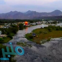 تأسيس صندوق عالمي لحماية النمر العربي من الانقراض