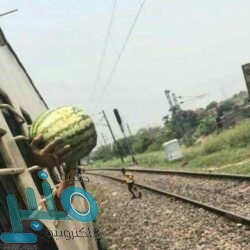 تعليم جدة يختتم فعاليات مسابقة اللغة العربية الافتراضية