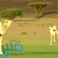 مدير عام فرع هيئة الأمر بالمعروف بمنطقة الباحة يعقد اجتماعاً عن بعد برؤساء هيئات المحافظات