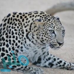 ضبط 49 منشأة مخالفة خلال جولات رقابية في عسير