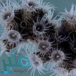 عرض أسرع سيارة كهربائية في العالم بـ 3.5 مليون دولار