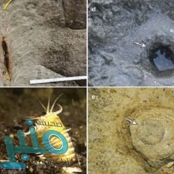 صدور نتيجة الاستئناف والطعن على عقوبة ميسي