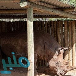 الشرطة تحقق مع كريستيانو رونالدو بسبب انتهاك القواعد