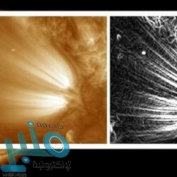 حفرية تيتانوصور عمرها 98 مليون عاما تشير لـ”أكبر حيوان في العالم”