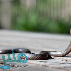 عادة شائعة أشد خطرًا من السجائر