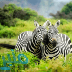 الفلكيون يرصدون مرحلة “مخاض” لولادة كوكب