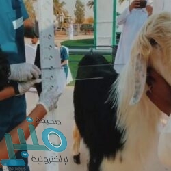 النفط يواصل الصعود.. “برنت” يرتفع بأكثر من 1% ليتجاوز 55 دولارًا للبرميل