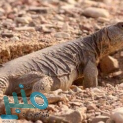 أسعار النفط تقترب من أعلى مستوى لها منذ عام