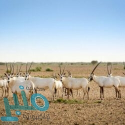 النائب العام يزور نيابة بيشة في جولة تفقدية لنيابات عسير