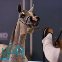 “التحالف” يعلن إحباط هجوم جديد من الحوثيين على مطار أبها