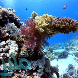 “الدفاع المدني”: البدء في إجراء اختبارات تجريبية على المنصة الوطنية للإنذار المبكر في حالات الطوارئ