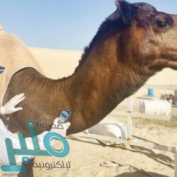 المواصفات السعودية تدعو تجار وملاك محلات الذهب إلى التحقق من معايرة الموازين