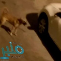 القويردي: تعليم العرضية الجنوبية حقق أهدافًا ثرية ضمن مبادرة سمو