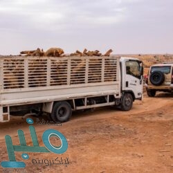 “الصحة” تضبط مواطنًا ووافدًا يتاجران في شهادات فحوصات كورونا