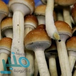 “إنستغرام” يختبر خيار حجب إبداءات الإعجاب للحد من الضغط الاجتماعي