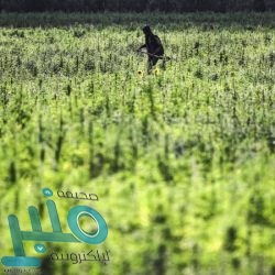 “مجلس الشورى” يدرس عددًا من تقارير الأداء السنوية لعدد من الأجهزة الحكومية