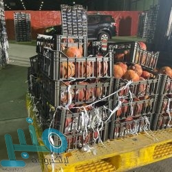 هداف الدوري المصري يقترب من الدوري السعودي