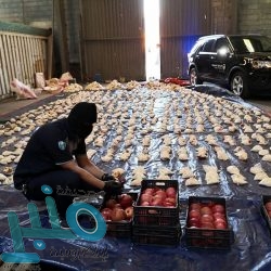 26 شاحنة تابعة لمركز الملك سلمان للإغاثة تعبر منفذ الوديعة متوجهة لعدة محافظات يمنية