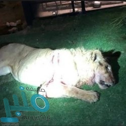 «الأرصاد» عن طقس السبت: أمطار رعدية مصحوبة بزخات برد على بعض المناطق