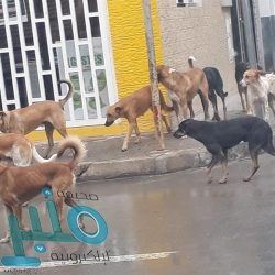 أمانة جدة تتلف 880 كيلوجرامًا من المواد غذائية غير الصالحة للاستهلاك