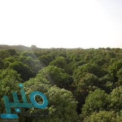 الحكومة اليمنية: المفاوضات الأممية مع الحوثيين بشأن “صافر” محكوم عليها بالفشل