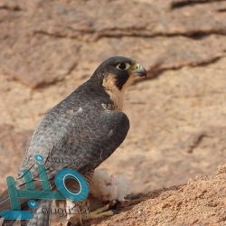 نائب وزير الدفاع يستقبل قائد الجيش الباكستاني