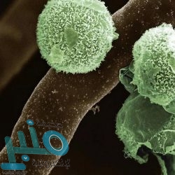 القصبي يزور مدينة الإنتاج الإعلامي وشركة نايل سات