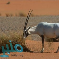 “التأمينات” توضح مصير الأشخاص الذين يتقاضون معاشين بعد قرار الدمج