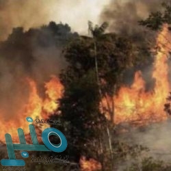 الجمارك: إحباط تهريب مواد تُستخدم في “السحر والشعوذة” برفقة أحد المسافرين