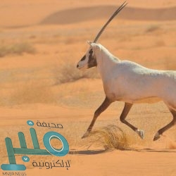 الموارد البشرية والتنمية الاجتماعية بالباحة توقع اتفاقية تعاون مع شركة الاتصالات السعودية STC