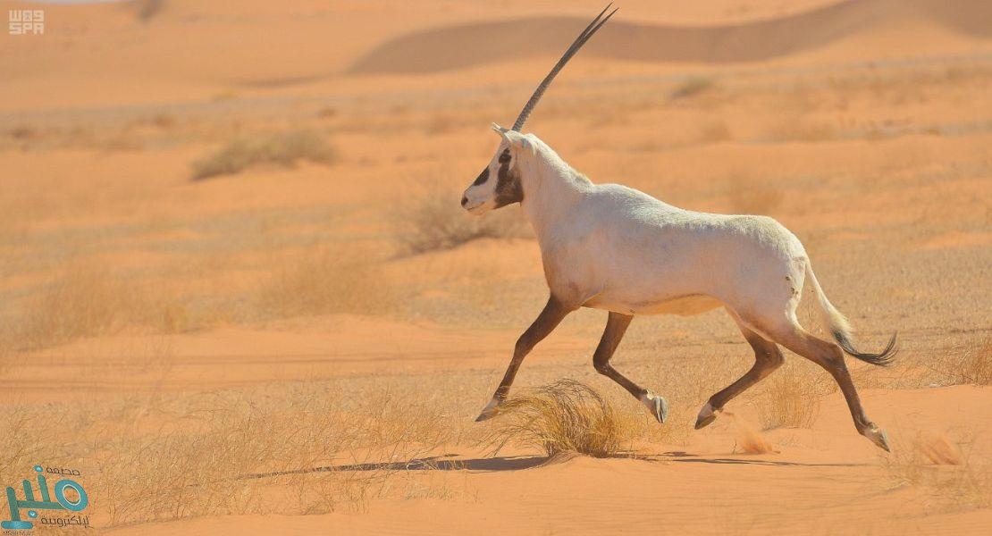 الحياة الفطرية