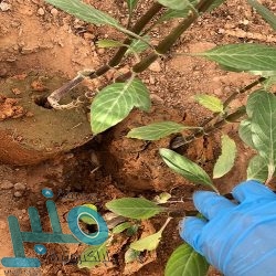 وفاة ابن الزميل أحمد العيسي .. و”منبر” تشاطره العزاء