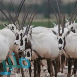 “التأمينات” توضح مصير الأشخاص الذين يتقاضون معاشين بعد قرار الدمج