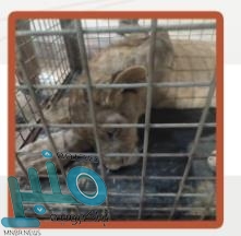 محكمة الاستئناف الجزائية المتخصصة تحدد موعداً للنظر في الدعوى المقامة ضد محمد علي الصيعري