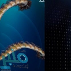 الشباب السعودي يتعاقد مع البرازيلي باولينيو لـ4 مواسم