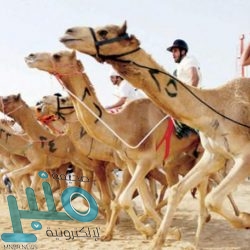 شرطة مكة المكرمة تقبض على مقيم ارتكب عددًا من جرائم السطو