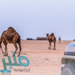 جامعة جدة تطلق برنامج التحوّل الرقمي