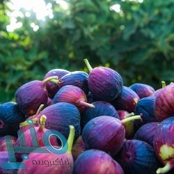 قوة الدولار تبقي الذهب على مسار الانخفاض الأسبوعي