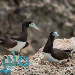 شؤون الحرمين توفر 250 حافظة ماء زمزم يعمل عليها 1077 شخصًا