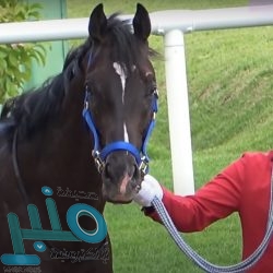 السيارات الكهربائية قد تصبح مصدر دخل لأصحابها السائقين